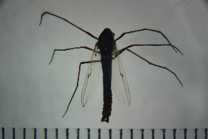  (Propsilocerus akamusi - NIESD0390)  @12 [ ] CreativeCommons - Attribution Non-Commercial Share-Alike (2015) Chironomid Group, NIES National Institute for Environmental Studies, Japan