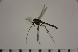  (Tanytarsus oyamai - NIESD0419)  @12 [ ] CreativeCommons - Attribution Non-Commercial Share-Alike (2015) Chironomid Group, NIES National Institute for Environmental Studies, Japan