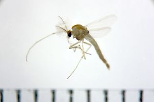  ( - NIESD0167)  @11 [ ] CreativeCommons - Attribution Non-Commercial Share-Alike (2015) Chironomid Group, NIES National Institute for Environmental Studies, Japan