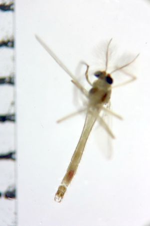  ( - NIESD0168)  @11 [ ] CreativeCommons - Attribution Non-Commercial Share-Alike (2015) Chironomid Group, NIES National Institute for Environmental Studies, Japan