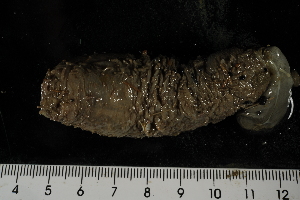 (Mesothuriidae - jr275_747)  @13 [ ] Copyright (2012) Melanie K. Mackenzie Museum Victoria