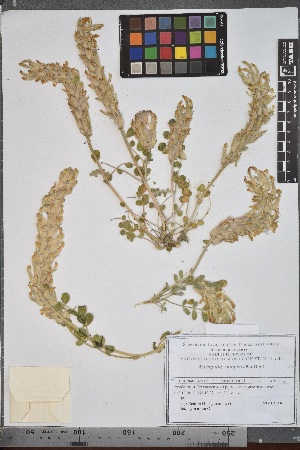  ( - Astr18)  @11 [ ] Copyright (2021) Unspecified Institute of Botany, Academy of Sciences of Uzbekistan