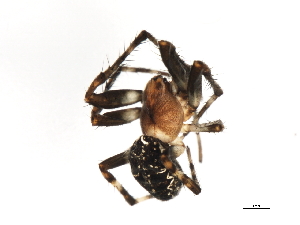  ( - 09-PROBE-08150)  @13 [ ] CreativeCommons - Attribution (2010) CBG Photography Group Centre for Biodiversity Genomics