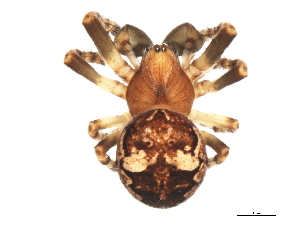  ( - 09-PROBE-08158)  @13 [ ] CreativeCommons - Attribution (2010) CBG Photography Group Centre for Biodiversity Genomics