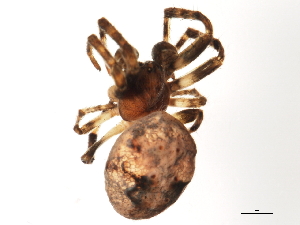  ( - 09-PROBE-08186)  @13 [ ] CreativeCommons - Attribution (2010) CBG Photography Group Centre for Biodiversity Genomics