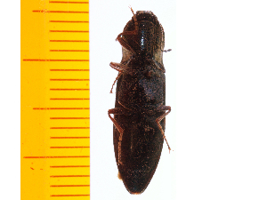  ( - Aori2)  @12 [ ] Copyright (2013) Unspecified Specimen depository of the Graduate School of Natural Sciences, Nagoya City University