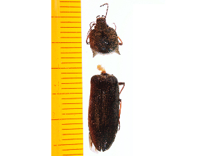  ( - Pnig1)  @12 [ ] Copyright (2013) Unspecified Specimen depository of the Graduate School of Natural Sciences, Nagoya City University