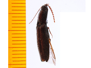  ( - Nsers3)  @12 [ ] Copyright (2013) Unspecified Specimen depository of the Graduate School of Natural Sciences, Nagoya City University