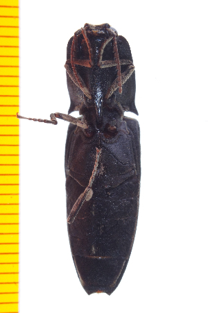  ( - Clarp1)  @12 [ ] Copyright (2013) Unspecified Specimen depository of the Graduate School of Natural Sciences, Nagoya City University