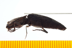  ( - Clarp1)  @12 [ ] Copyright (2013) Unspecified Specimen depository of the Graduate School of Natural Sciences, Nagoya City University