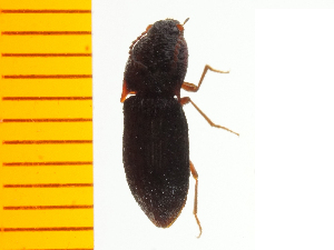  ( - Hmmut2)  @13 [ ] Copyright (2013) Unspecified Specimen depository of the Graduate School of Natural Sciences, Nagoya City University