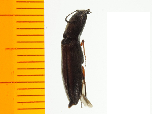  ( - Akur2)  @12 [ ] Copyright (2013) Unspecified Specimen depository of the Graduate School of Natural Sciences, Nagoya City University