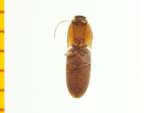  ( - Pagn1)  @12 [ ] Copyright (2013) Unspecified Specimen depository of the Graduate School of Natural Sciences, Nagoya City University