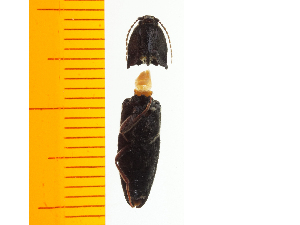  (Melanotus ocellatopunctatus - Moce1)  @12 [ ] Copyright (2013) Unspecified Specimen depository of the Graduate School of Natural Sciences, Nagoya City University