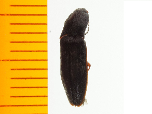 ( - Aaera7)  @12 [ ] Copyright (2013) Unspecified Specimen depository of the Graduate School of Natural Sciences, Nagoya City University