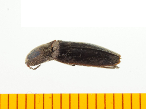  ( - Aaera7)  @12 [ ] Copyright (2013) Unspecified Specimen depository of the Graduate School of Natural Sciences, Nagoya City University