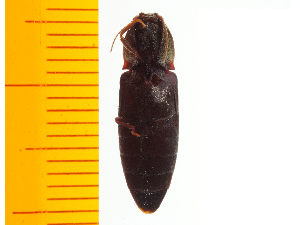  ( - Lmae1)  @12 [ ] Copyright (2013) Unspecified Specimen depository of the Graduate School of Natural Sciences, Nagoya City University