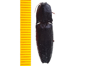  ( - Clarp4)  @12 [ ] Copyright (2013) Unspecified Specimen depository of the Graduate School of Natural Sciences, Nagoya City University
