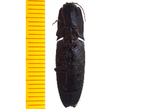 ( - Clarp4)  @12 [ ] Copyright (2013) Unspecified Specimen depository of the Graduate School of Natural Sciences, Nagoya City University