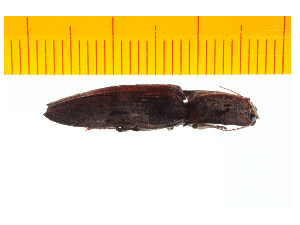  ( - Clarp4)  @12 [ ] Copyright (2013) Unspecified Specimen depository of the Graduate School of Natural Sciences, Nagoya City University