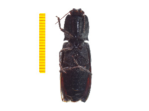  ( - Clarp5)  @12 [ ] Copyright (2013) Unspecified Specimen depository of the Graduate School of Natural Sciences, Nagoya City University