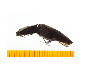  ( - Clarp5)  @12 [ ] Copyright (2013) Unspecified Specimen depository of the Graduate School of Natural Sciences, Nagoya City University