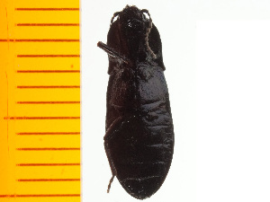  ( - Sglog1)  @12 [ ] Copyright (2013) Unspecified Specimen depository of the Graduate School of Natural Sciences, Nagoya City University
