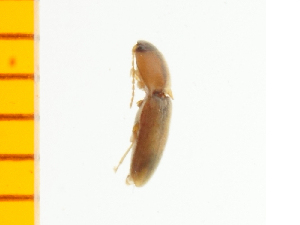  ( - Pagn3)  @12 [ ] Copyright (2013) Unspecified Specimen depository of the Graduate School of Natural Sciences, Nagoya City University