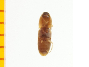  ( - Pagn3)  @12 [ ] Copyright (2013) Unspecified Specimen depository of the Graduate School of Natural Sciences, Nagoya City University