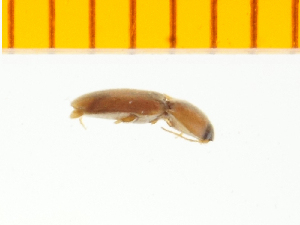  ( - Pagn3)  @12 [ ] Copyright (2013) Unspecified Specimen depository of the Graduate School of Natural Sciences, Nagoya City University