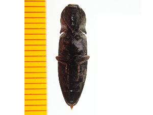  ( - Aori12)  @12 [ ] Copyright (2013) Unspecified Specimen depository of the Graduate School of Natural Sciences, Nagoya City University