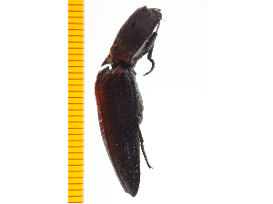  ( - Clarp6)  @12 [ ] Copyright (2013) Unspecified Specimen depository of the Graduate School of Natural Sciences, Nagoya City University