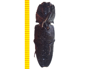  ( - Clarp6)  @12 [ ] Copyright (2013) Unspecified Specimen depository of the Graduate School of Natural Sciences, Nagoya City University