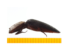  ( - Clarp6)  @12 [ ] Copyright (2013) Unspecified Specimen depository of the Graduate School of Natural Sciences, Nagoya City University