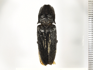  ( - Clarp2)  @13 [ ] Copyright (2013) Unspecified Specimen depository of the Graduate School of Natural Sciences, Nagoya City University