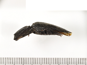  ( - Clarp2)  @13 [ ] Copyright (2013) Unspecified Specimen depository of the Graduate School of Natural Sciences, Nagoya City University