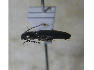  ( - Osery1)  @12 [ ] Copyright (2013) Unspecified Specimen depository of the Graduate School of Natural Sciences, Nagoya City University