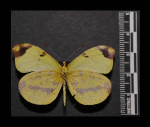  ( - MAL-05564)  @14 [ ] Copyright (2012) Unspecified Museo de Zoologia, Facultad de Ciencias, UNAM