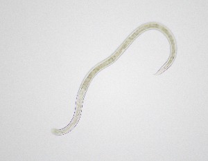  ( - 192359Eu-01)  @11 [ ] CreativeCommons - Attribution Share-Alike (2025) Unspecified Australian Antarctic Division