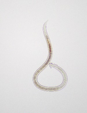  (Eudorylaimus - 192359Eu-03)  @11 [ ] CreativeCommons - Attribution Share-Alike (2025) Unspecified Australian Antarctic Division