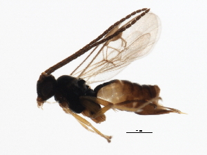  (Cotesia Whitfield05 - 07TAPACH-01730)  @12 [ ] CreativeCommons - Attribution (2009) CBG Photography Group Centre for Biodiversity Genomics
