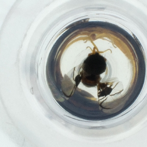  ( - JHBF_005_B10)  @11 [ ] by  Genome Research Ltd as Wellcome Sanger Institute Genome Research Limited operating as Wellcome Sanger Institute