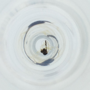  ( - JHGS_019_A9)  @11 [ ] by (2023) Wellcome Sanger Institute (Genome Research Limited) Wellcome Sanger Institute (Genome Research Limited)