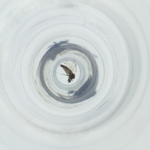  ( - JHGS_036_A5)  @11 [ ] by (2023) Wellcome Sanger Institute (Genome Research Limited) Wellcome Sanger Institute (Genome Research Limited)