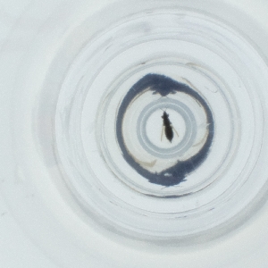  ( - JHGS_064_A12)  @11 [ ] by  Genome Research Ltd as Wellcome Sanger Institute Genome Research Limited operating as Wellcome Sanger Institute