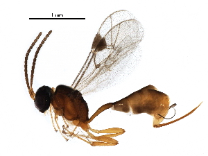  (tersiMalaise01 malaise0251 - BIOUG29060-G06)  @14 [ ] CreativeCommons - Attribution (2016) CBG Photography Group Centre for Biodiversity Genomics