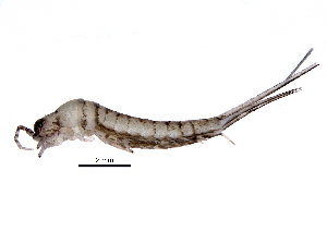  (Archaeognatha - BIOUG29132-F11)  @15 [ ] CreativeCommons - Attribution (2016) CBG Photography Group Centre for Biodiversity Genomics
