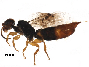  (Scolebythidae - BIOUG29301-F12)  @14 [ ] CreativeCommons - Attribution (2016) CBG Photography Group Centre for Biodiversity Genomics