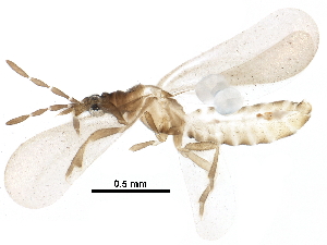  (Alienatinae - BIOUG30358-H11)  @14 [ ] CreativeCommons - Attribution (2016) CBG Photography Group Centre for Biodiversity Genomics