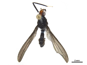  ( - BIOUG28360-B05)  @11 [ ] CreativeCommons - Attribution (2019) CBG Photography Group Centre for Biodiversity Genomics